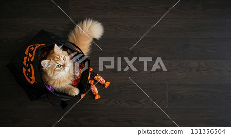 A fluffy orange cat playfully sits inside a black Halloween trick-or-treat bag filled with colorful candies, viewed from above on a dark wooden floor. 131356504