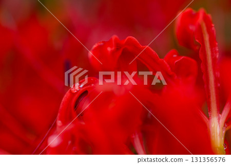 Drops of Manjushage Drops of Manjushage 131356576