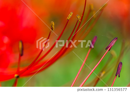 Cluster amaryllis pollen Cluster amaryllis pollen 131356577