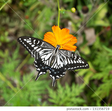 燕尾蝴蝶吮吸宇宙花蜜 131356719