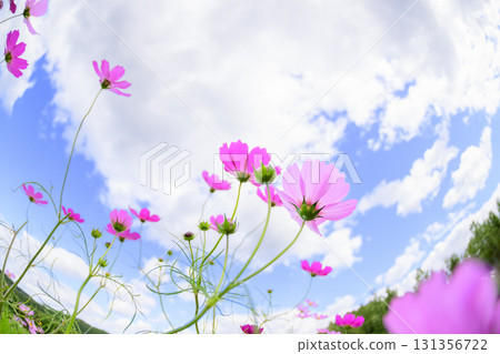 盛開的波斯菊(魚眼鏡頭) 盛開的波斯菊(魚眼鏡頭) 131356722