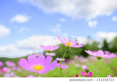 Cosmos in full bloom and blue sky (soft tone due to special photography) 131356723