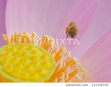 蜜蜂吮花蜜 蜜蜂吮花蜜 131356726