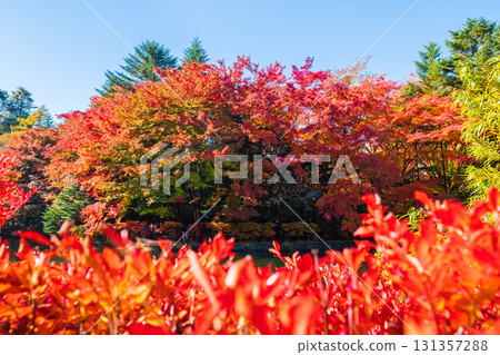 Karuizawa, Kumoba Pond (Autumn) 131357288