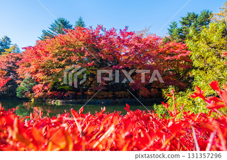 Karuizawa, Kumoba Pond (Autumn) 131357296