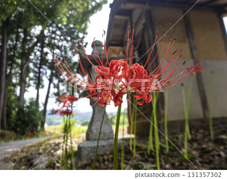 Cluster amaryllis blooming in the village temple 131357302