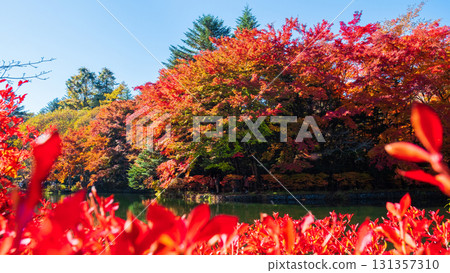 Karuizawa, Kumoba Pond (Autumn) 131357310