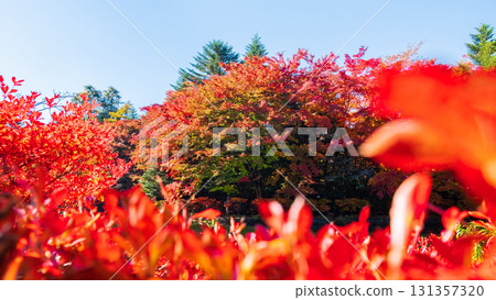 Karuizawa, Kumoba Pond (Autumn) 131357320