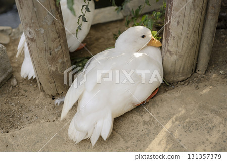 White ducks resting by the fence, Call Duck, Hakkeijima Sea Paradise White ducks resting by the fence, Call Duck, Hakkeijima Sea Paradise 131357379