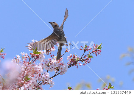 Bulbul perching on a branch of cherry blossoms in full bloom 131357449