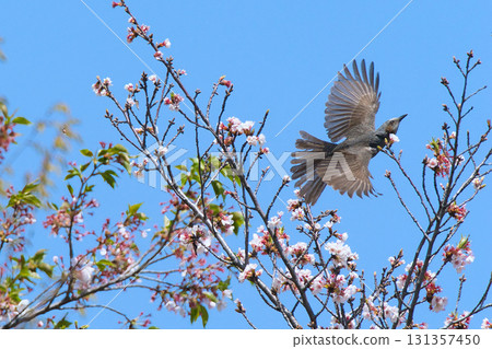 A brown-eared bulbul sucking cherry blossom nectar A brown-eared bulbul sucking cherry blossom nectar 131357450