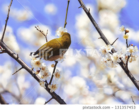 Mejiro吮吸梅花的蜂蜜 131357453