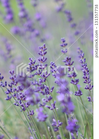 lavender 131357738