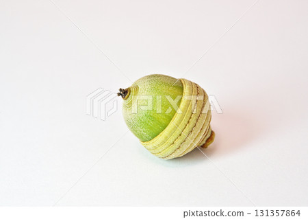 Quercus acorns (autumn, September) 131357864