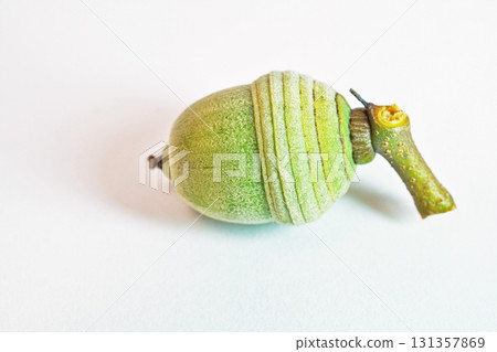 櫟屬橡子（秋季，九月） 131357869