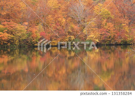釜池水面上倒映的秋葉 131358284