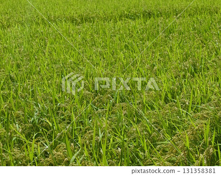 收穫前的稻穗 131358381