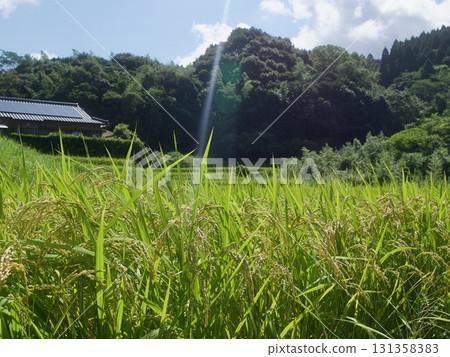 收穫前的稻穗 131358383