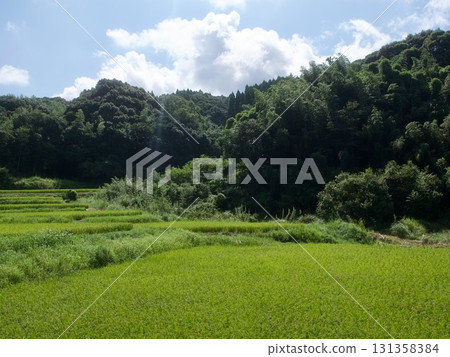 收穫前的稻穗 131358384