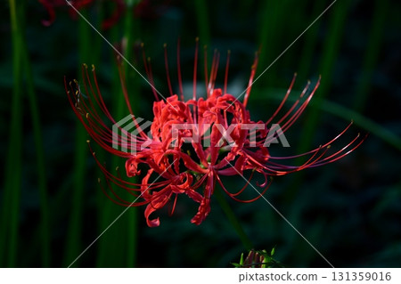 Higanbana flower field 131359016
