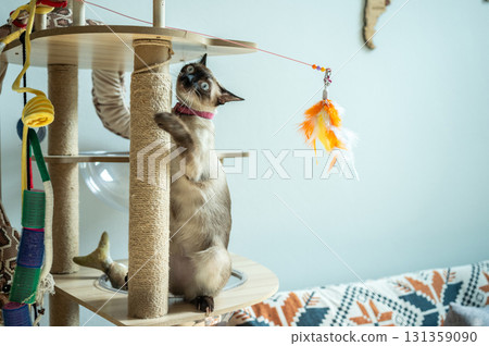 Siamese cat playing with a cat's toy on a cat's tree. The Siamese is a cat breed native to Thailand. This cat is a pale cat with a dark facial mask, feet, ears and tail. 131359090