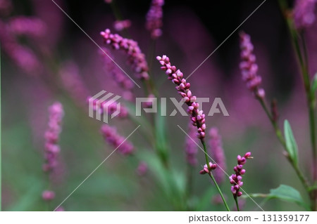 Pink Polygonum gracilis flower 131359177