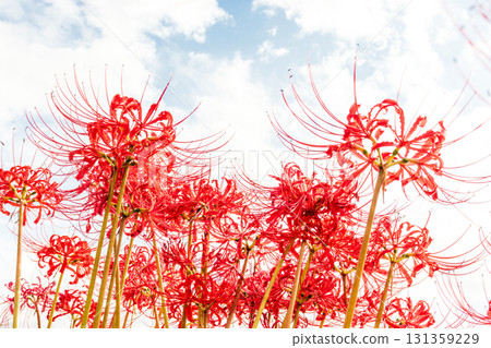 在藍天中閃耀的簇狀孤挺花 131359229