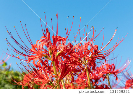 A cluster amaryllis that shines in the blue sky 131359231