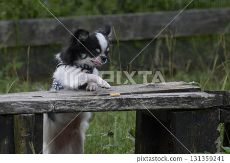 Chihuahua  131359241