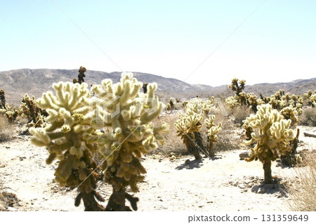 American Desert Cactus 131359649