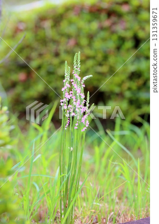 可愛的根花花 可愛的根花花 131359671