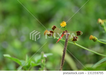 可愛的紅蜻蜓 可愛的紅蜻蜓 131359795