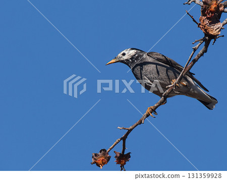 椋鳥棲息在藍天的樹枝上 椋鳥棲息在藍天的樹枝上 131359928