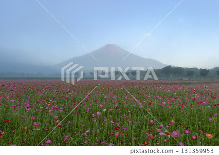 山梨縣山中湖村的花之都公園和富士山盛開的罌粟花 131359953