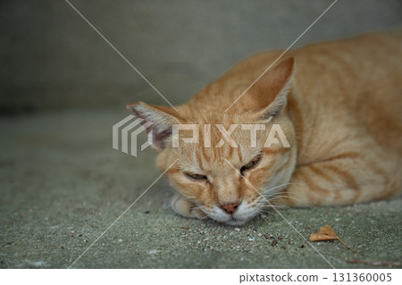 Stray cat taking a nap 131360005