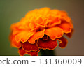 萬壽菊 131360009