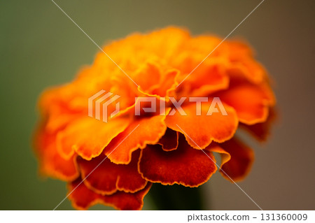 萬壽菊 萬壽菊 131360009