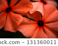 長春花 131360011