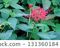 Red spider lilies [Grass background] 131360184