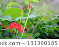 Red spider lily with buds [grass background] 131360185