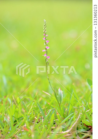 可愛的根花花 可愛的根花花 131360213