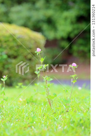 可愛的紅色三葉草花 可愛的紅色三葉草花 131360214
