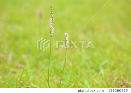 可愛的根花花 131360215