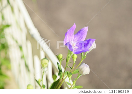 Seven Autumn Herbs: Bellflower Seven Autumn Herbs: Bellflower 131360219