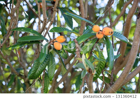 Cute loquat fruit 131360412
