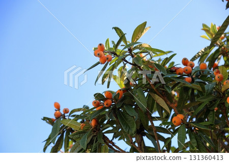 Cute loquat fruit 131360413