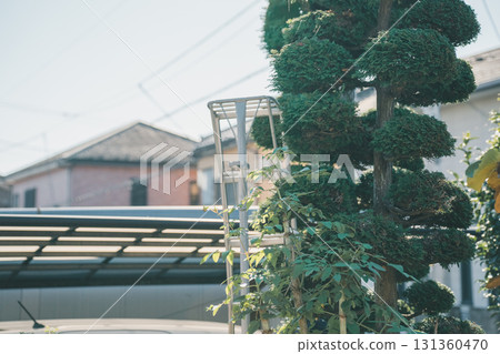 pruning, garden, gardener 131360470