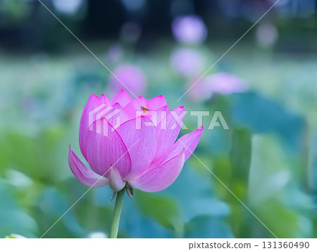 粉色荷花 131360490