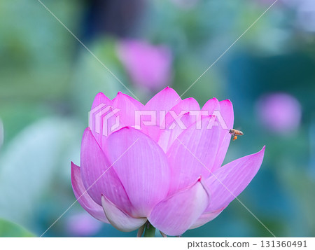 pink lotus flower 131360491