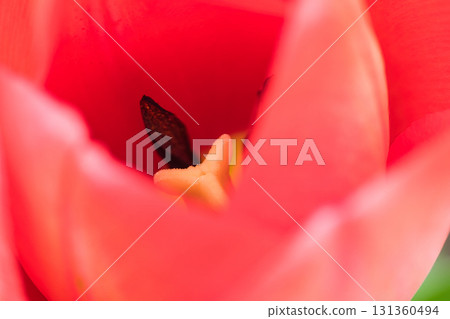 紅色鬱金香特寫鏡頭 紅色鬱金香特寫鏡頭 131360494